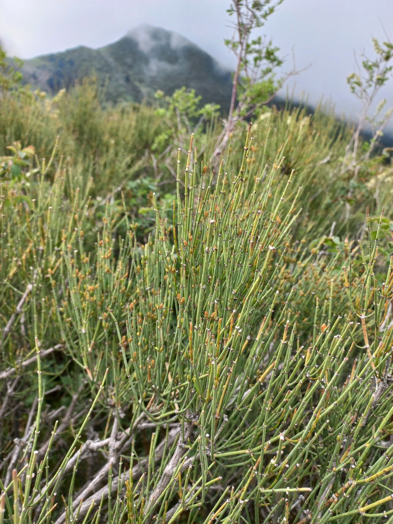 Ephedra lomatolepis — search result for 'Ephedra'