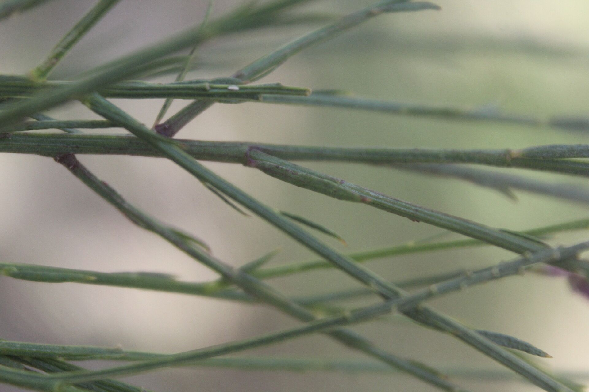 Polygala variabilis — houseplant care guide