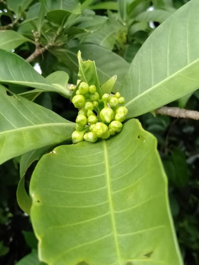 Tabernaemontana macrocarpa flower