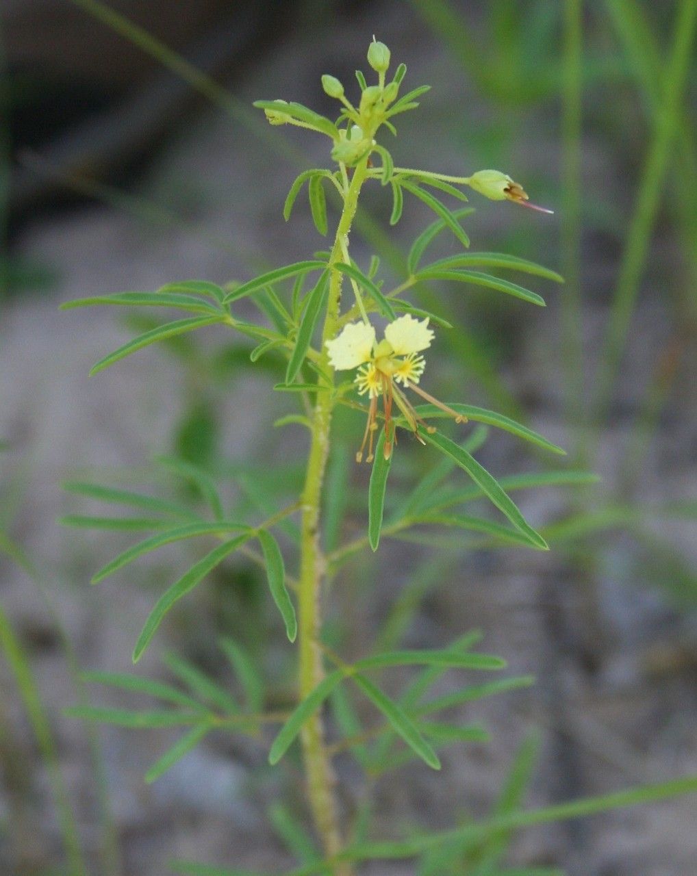 Cleome erosa bark