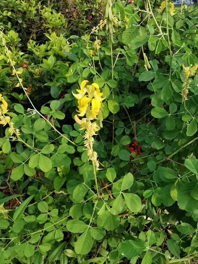 Crotalaria pallida flower