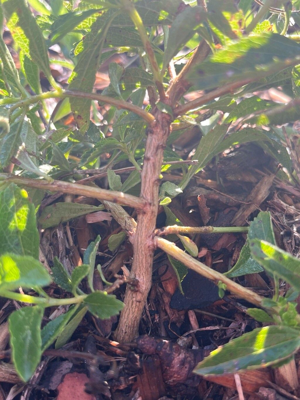 Lantana depressa bark