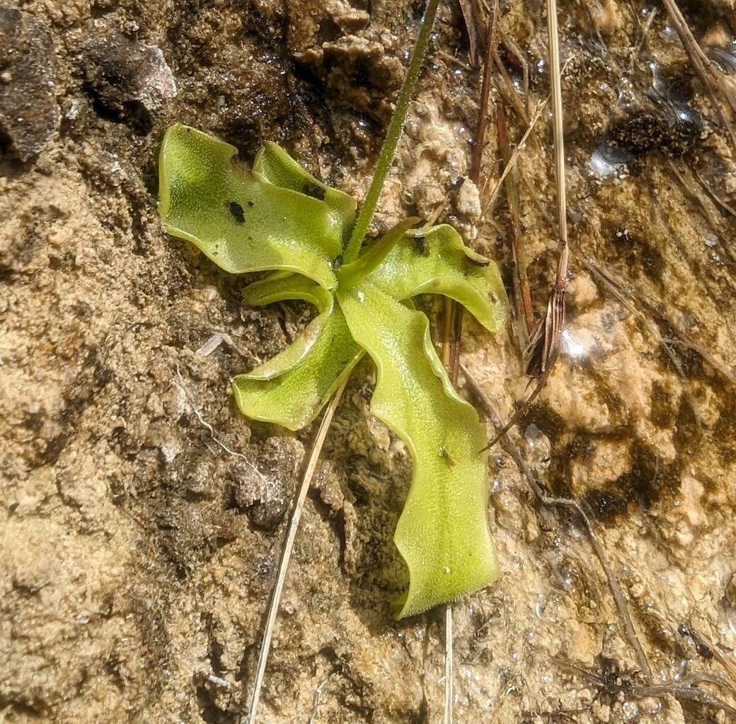 Pinguicula dertosensis — houseplant care guide