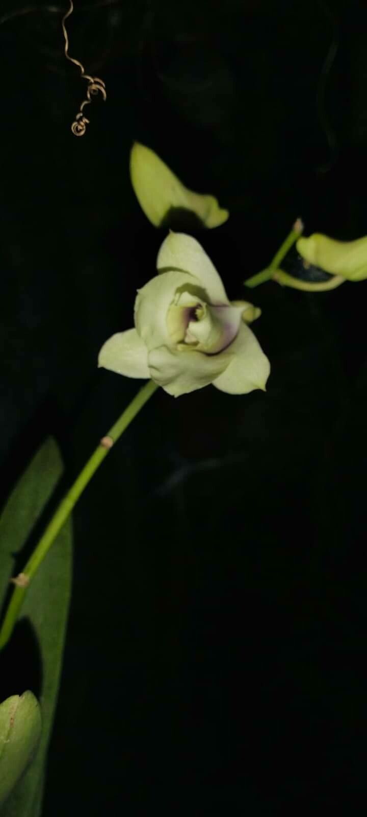 Dendrobium platygastrium — houseplant care guide