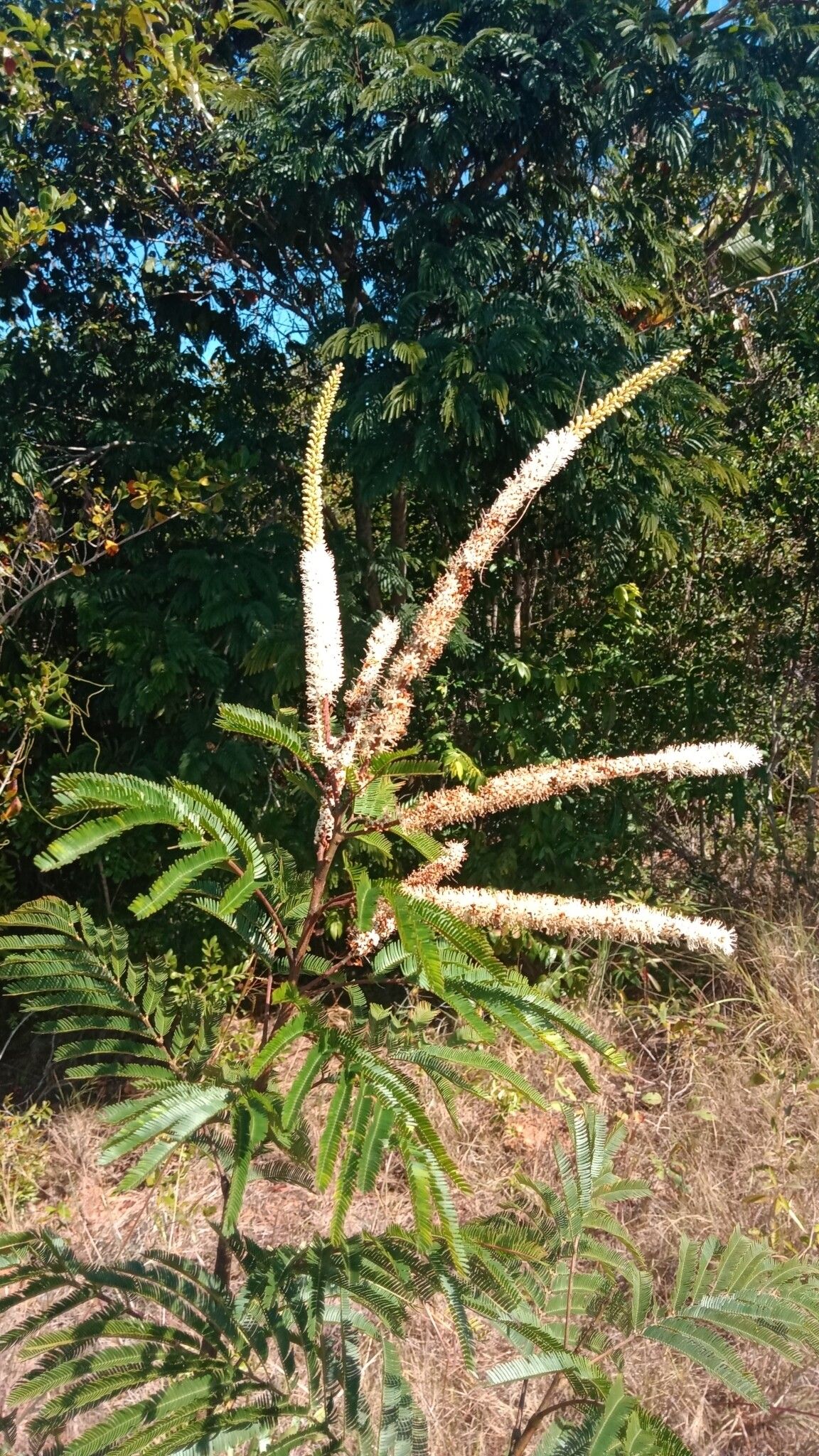Entada pervillei flower