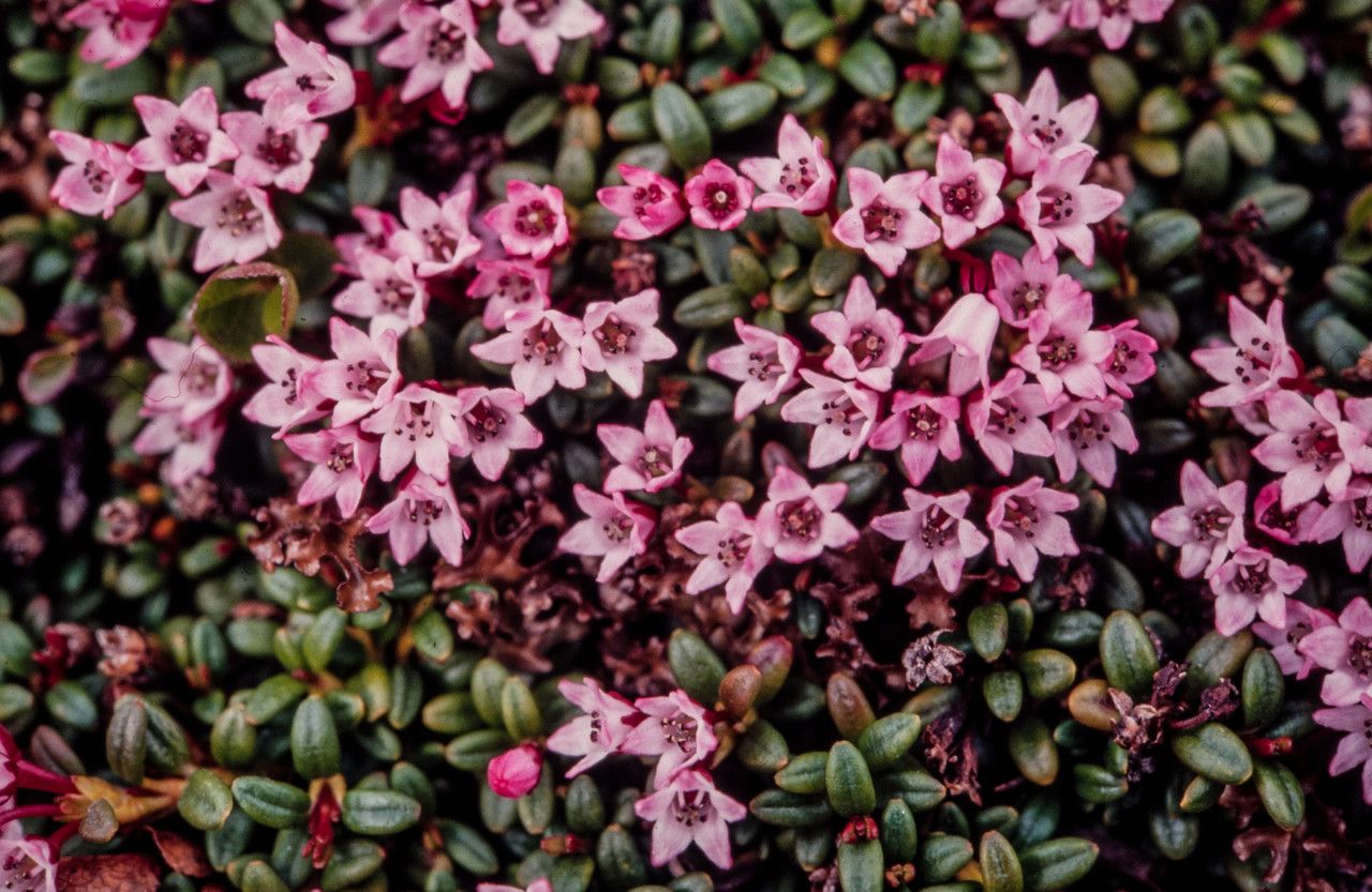 Loiseleuria procumbens flower