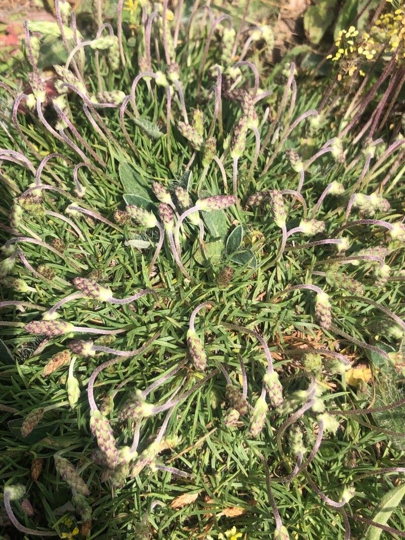 Plantago alpina leaf