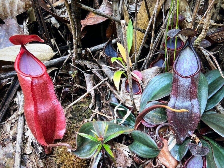 Nepenthes vieillardii flower