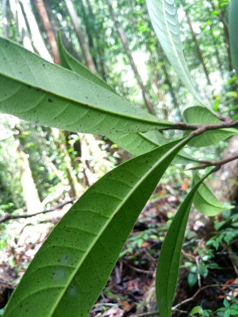 Gluta rostrata leaf
