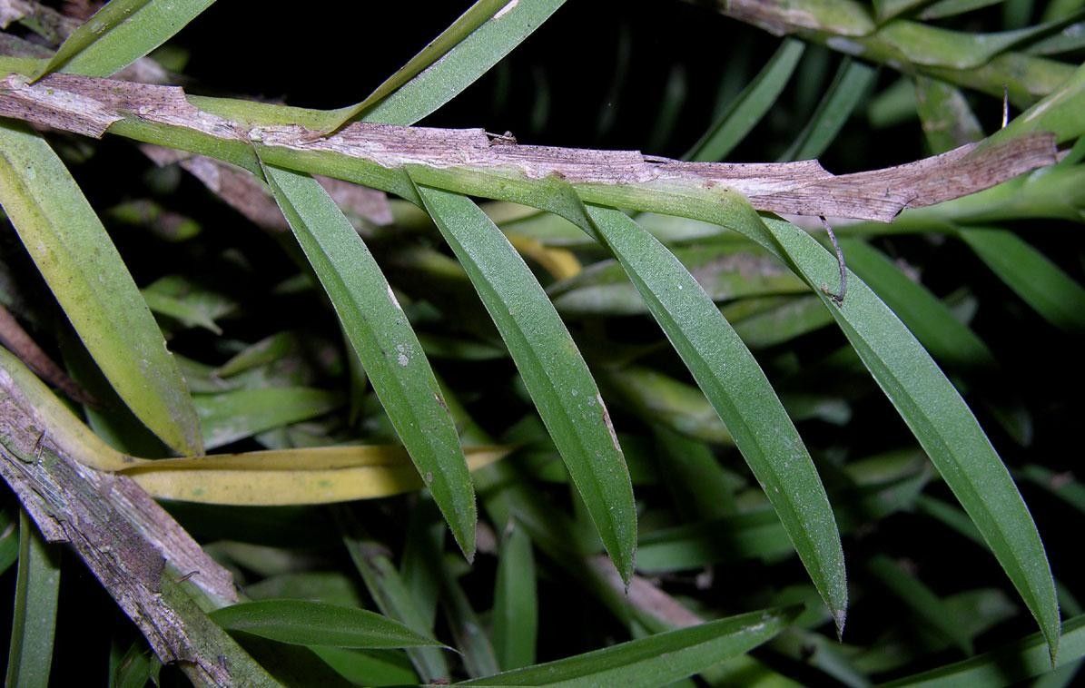 Dichaea acroblephara bark