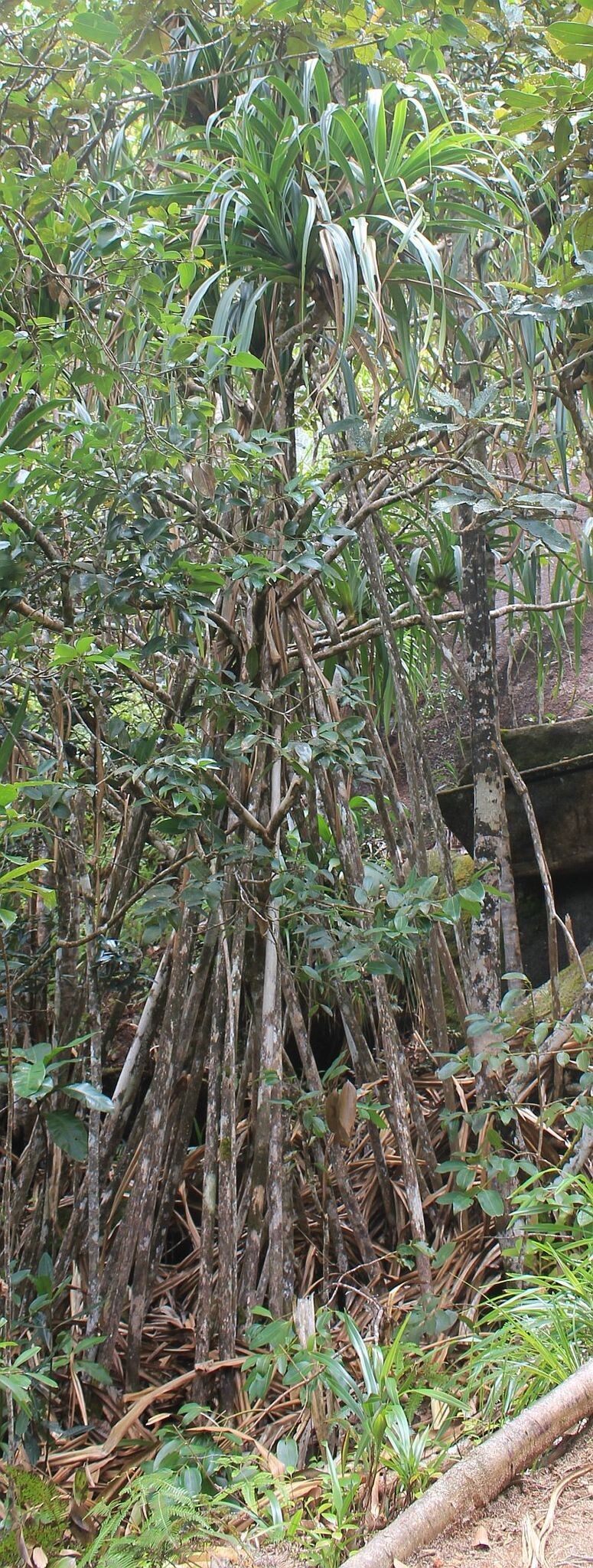 Pandanus sechellarum habit