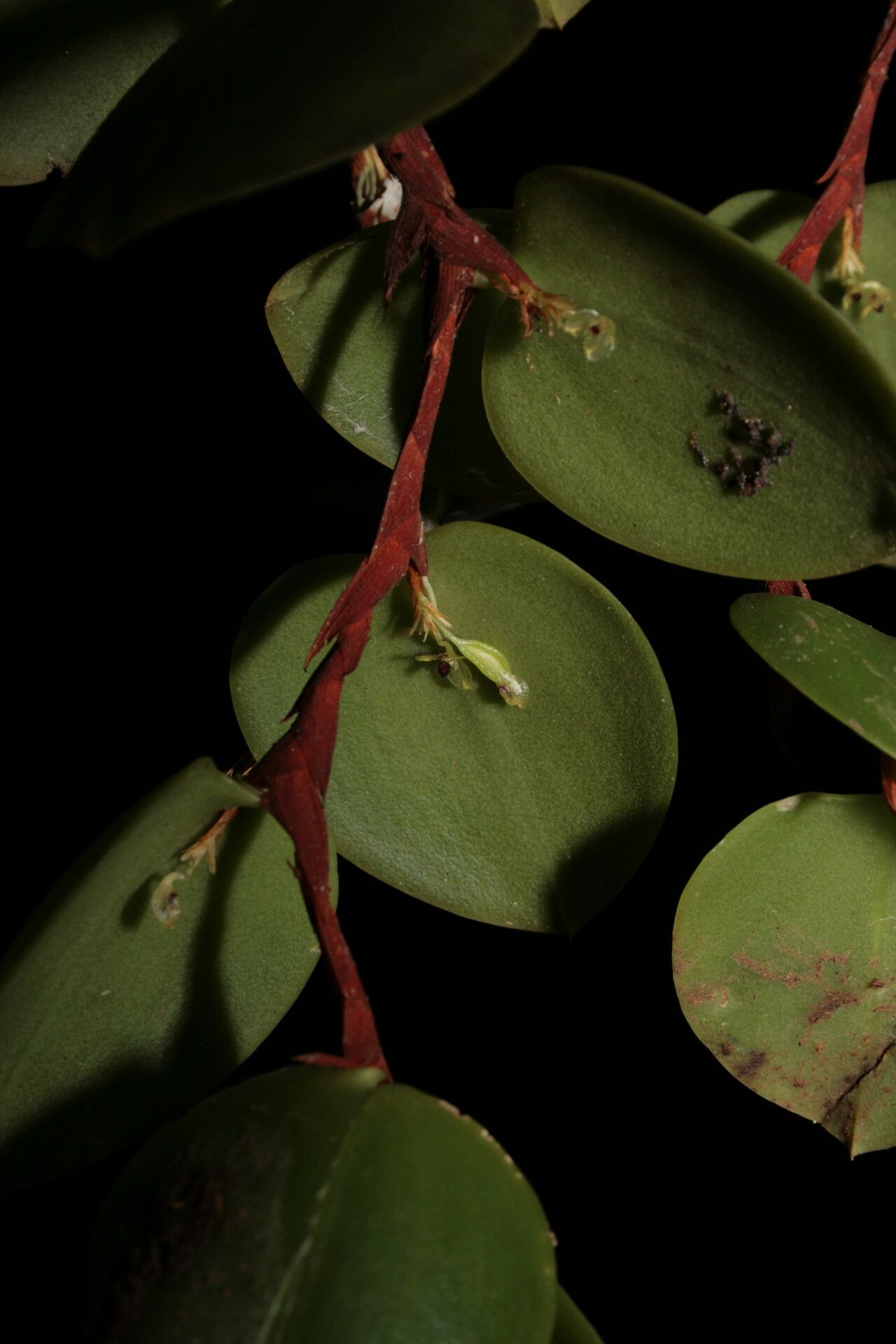 Bulbophyllum lepanthiflorum flower