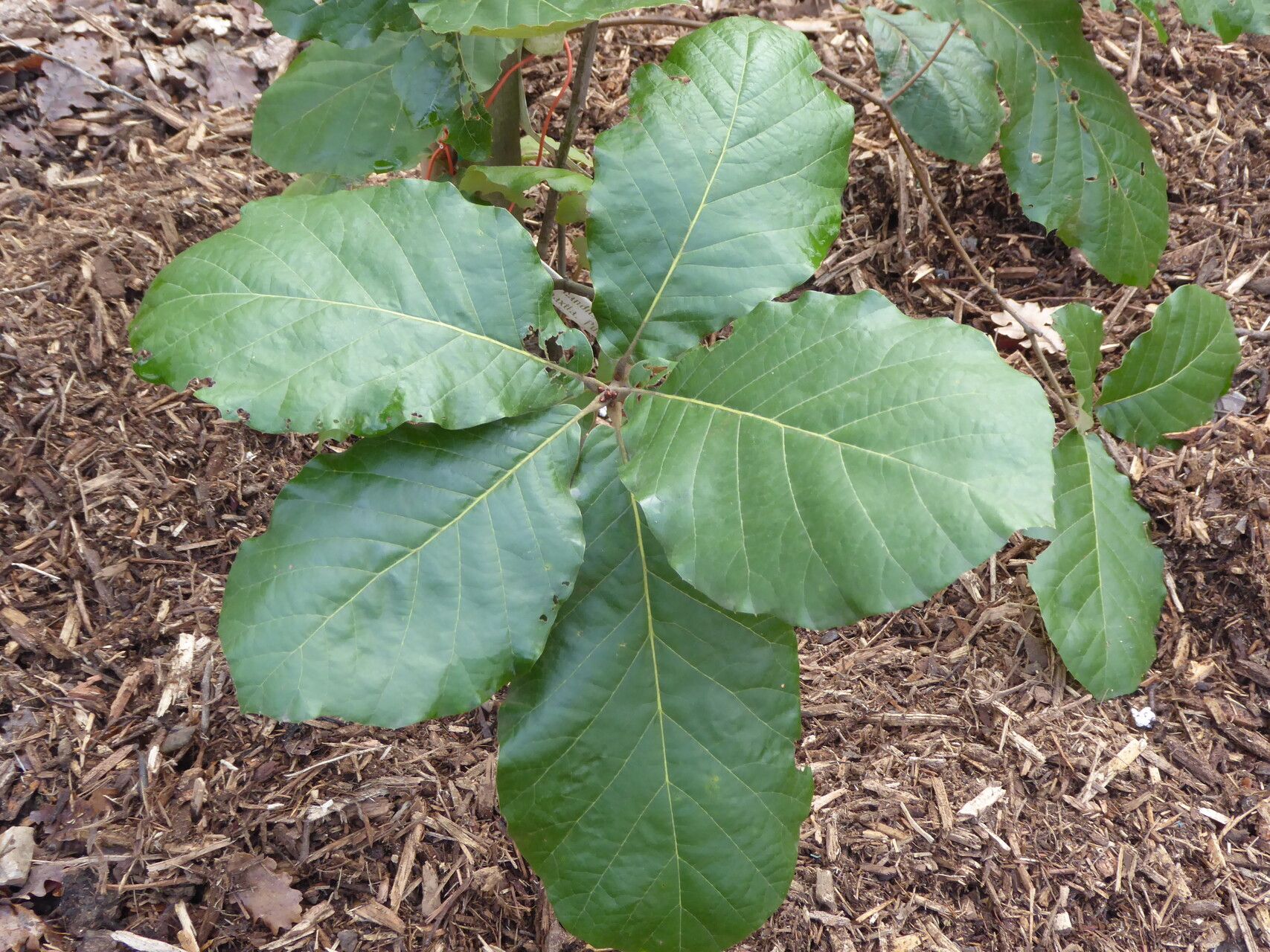 Quercus calophylla — houseplant care guide