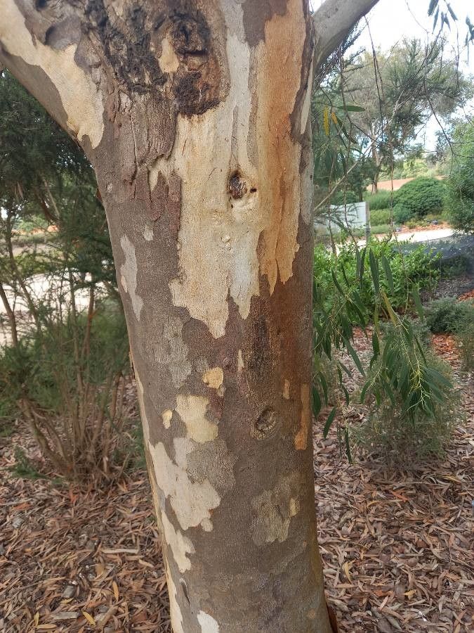 Eucalyptus tenuiramis — houseplant care guide