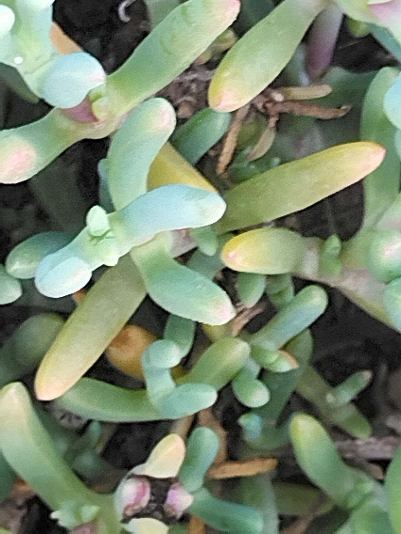 Malephora lutea — related species from the same genus