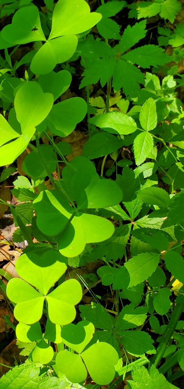 Oxalis grandis leaf
