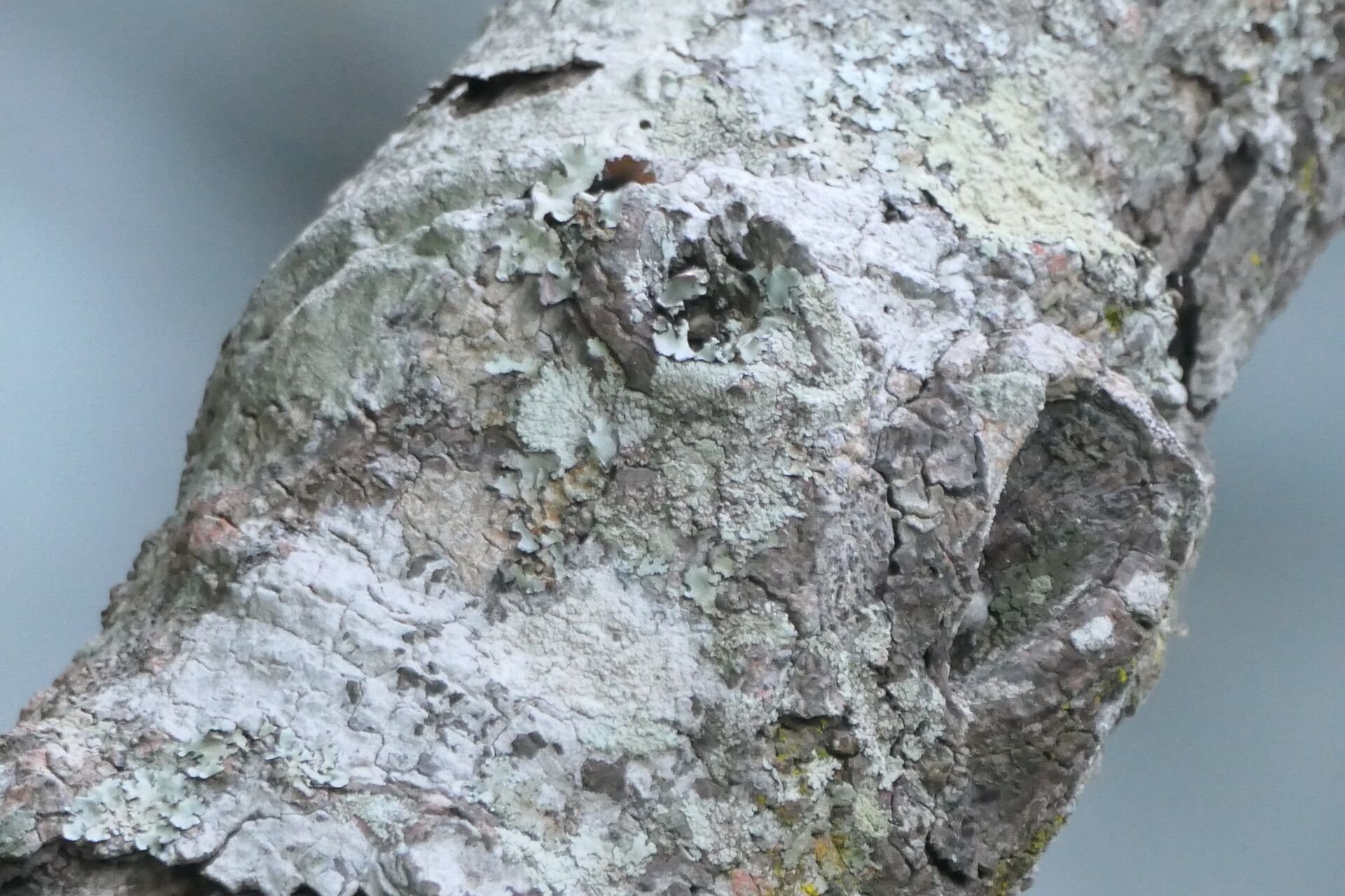 Myrsine melanophloeos bark