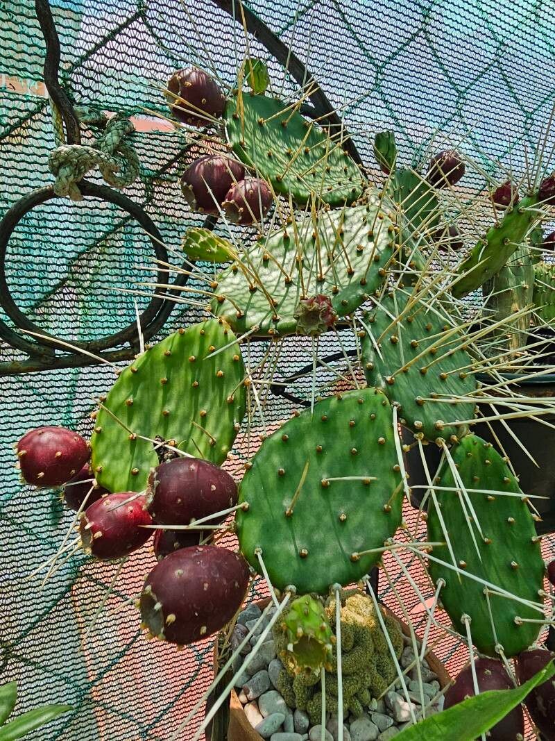 Opuntia decumbens leaf