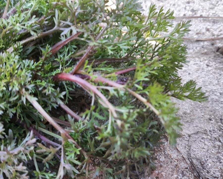 Soliva sessilis bark