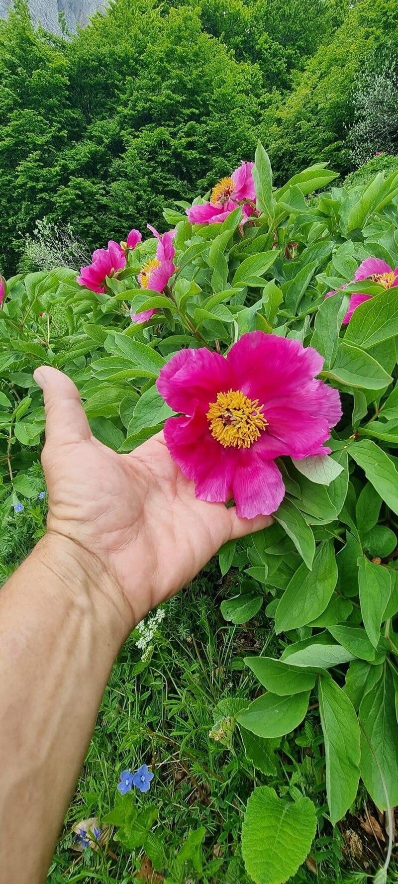 Paeonia arietina