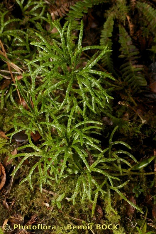 Lycopodium madeirense habit