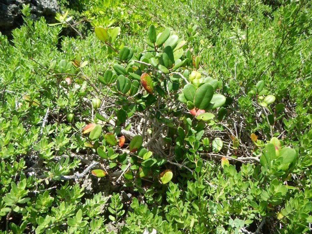 Xylosma orbiculata habit