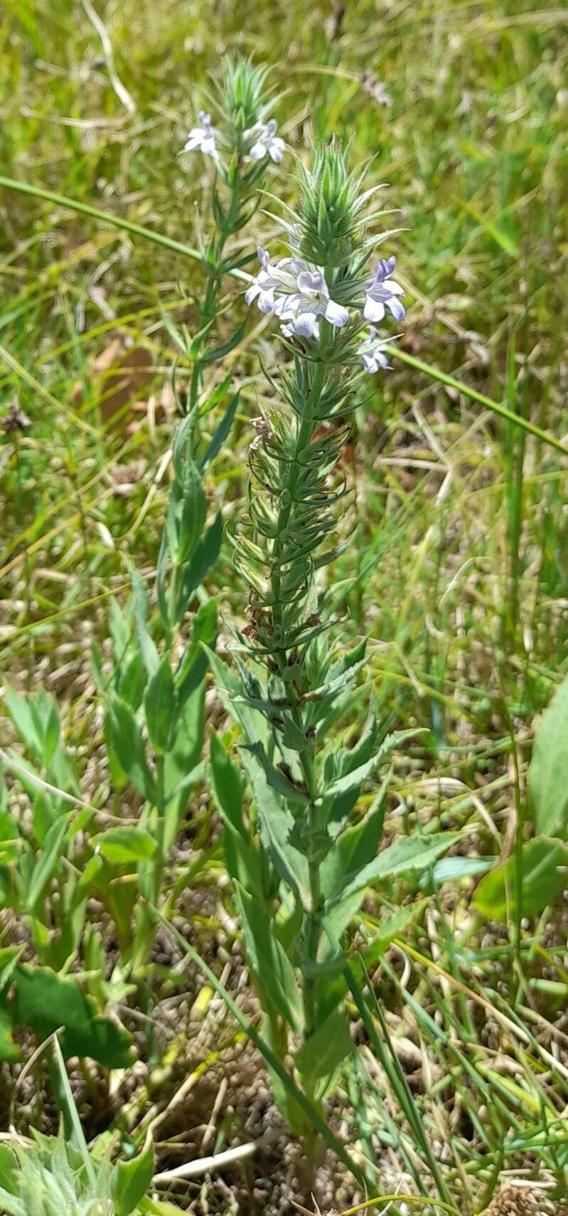 Stemodia lanceolata habit