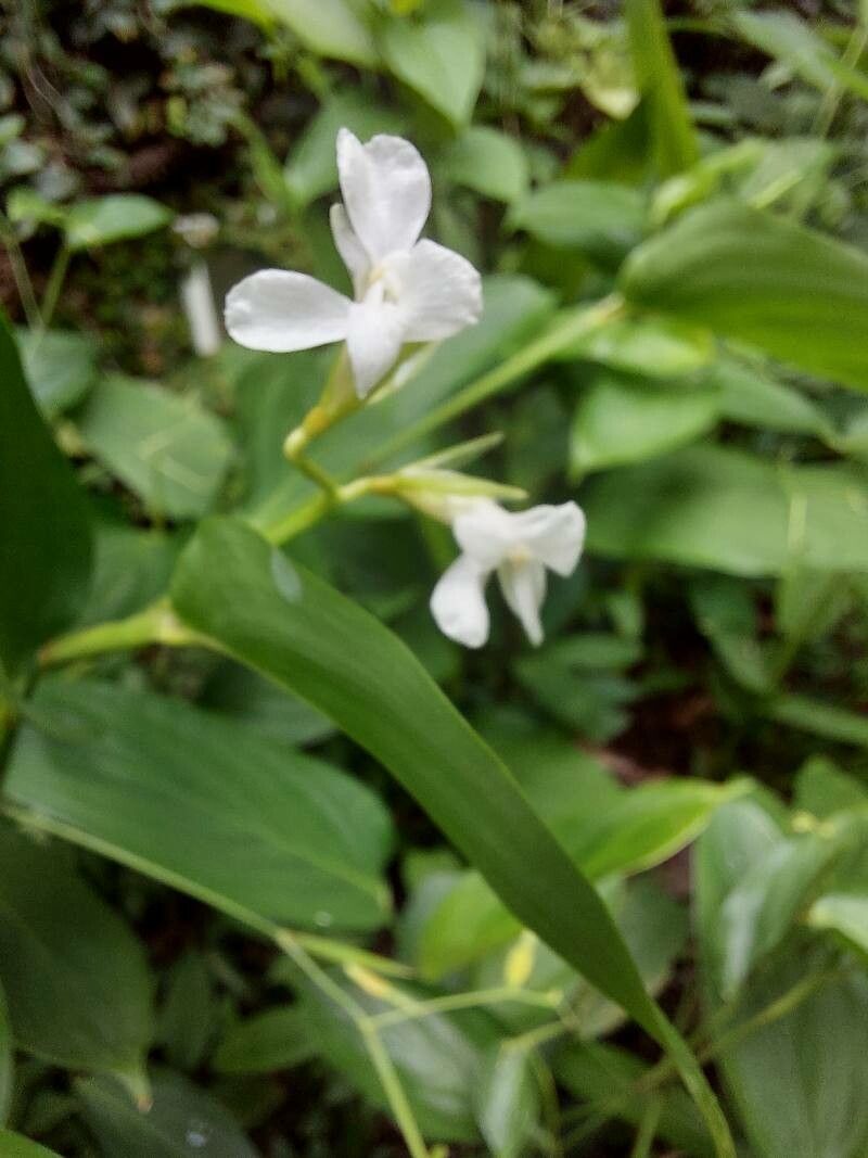 Stromanthe tonckat flower