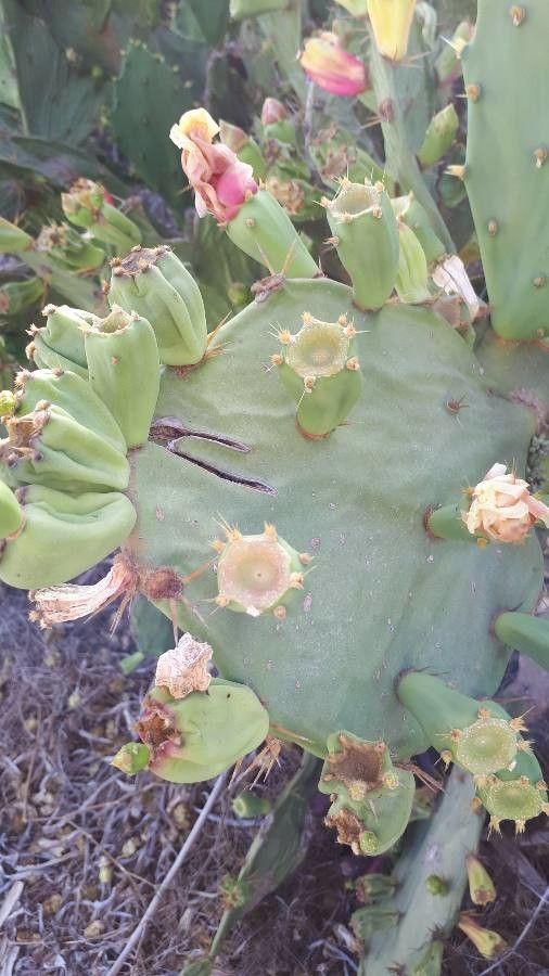 Opuntia dillenii