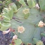 Opuntia dillenii