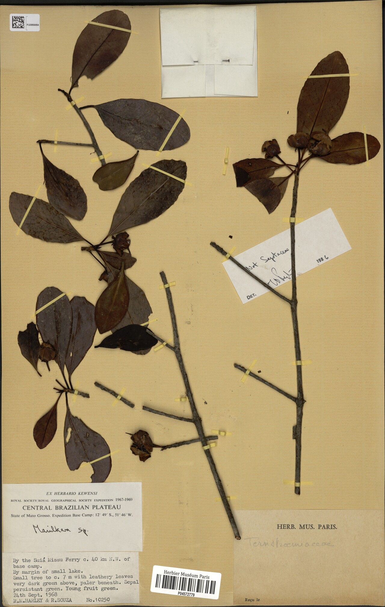 Ternstroemia candolleana — related species from the same genus