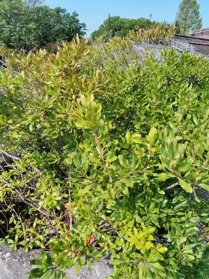 Myrica pensylvanica habit