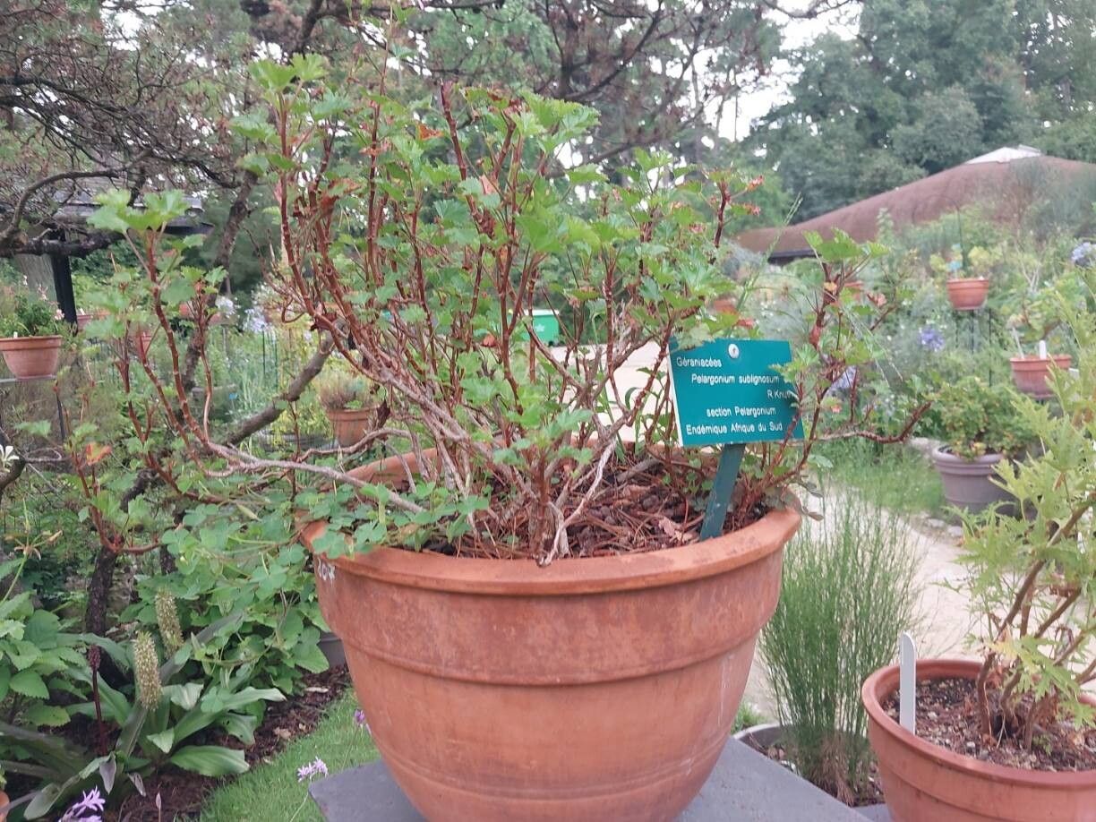 Pelargonium sublignosum habit
