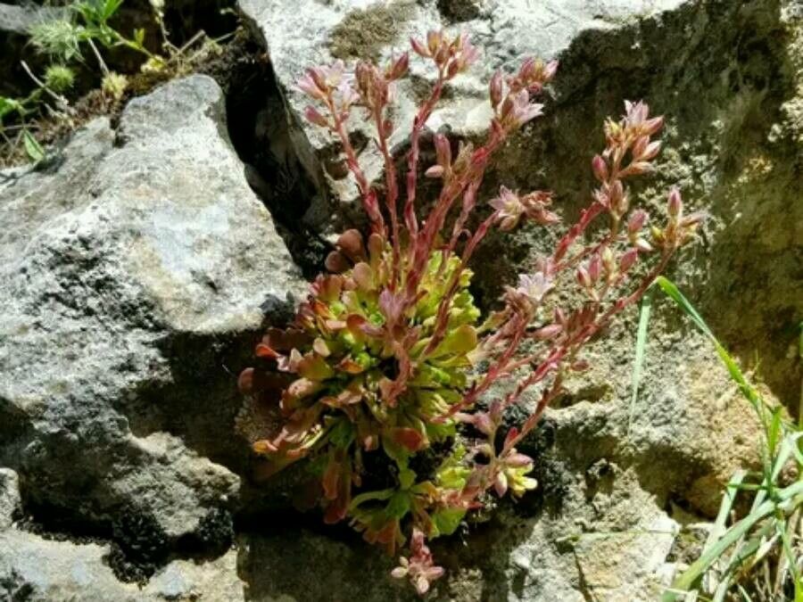 Rosularia libanotica flower