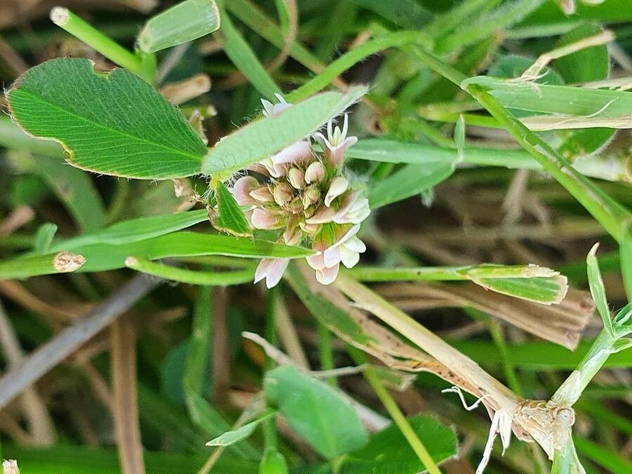 Trifolium semipilosum flower