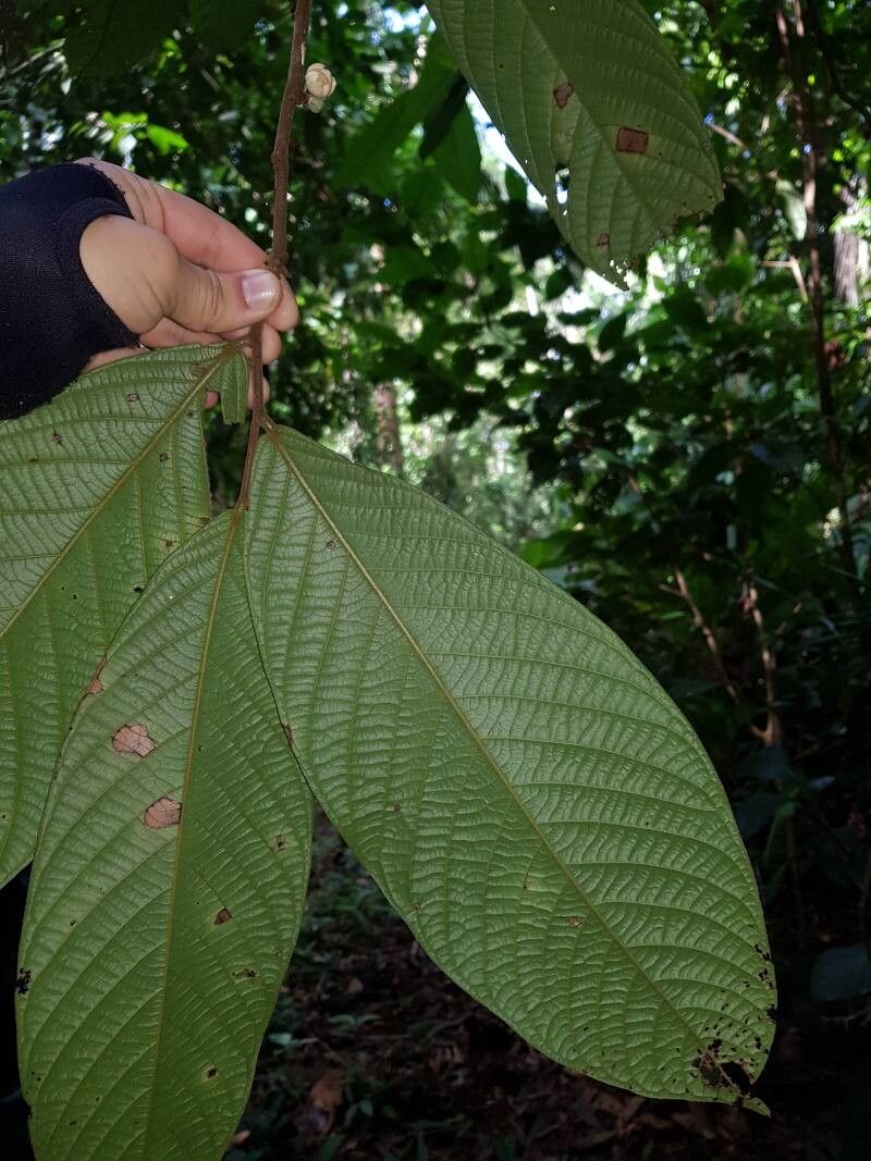 Unonopsis theobromifolia leaf