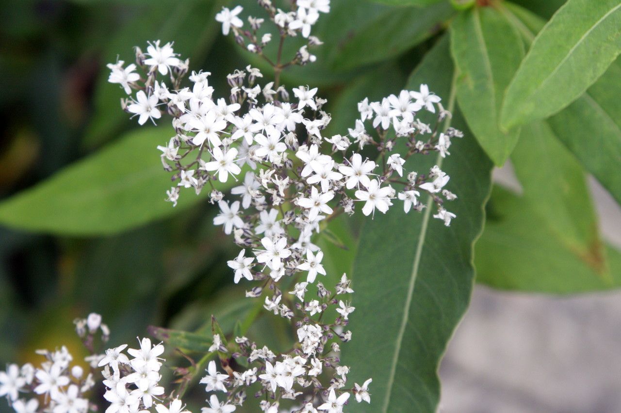 Gypsophila oldhamiana fruit