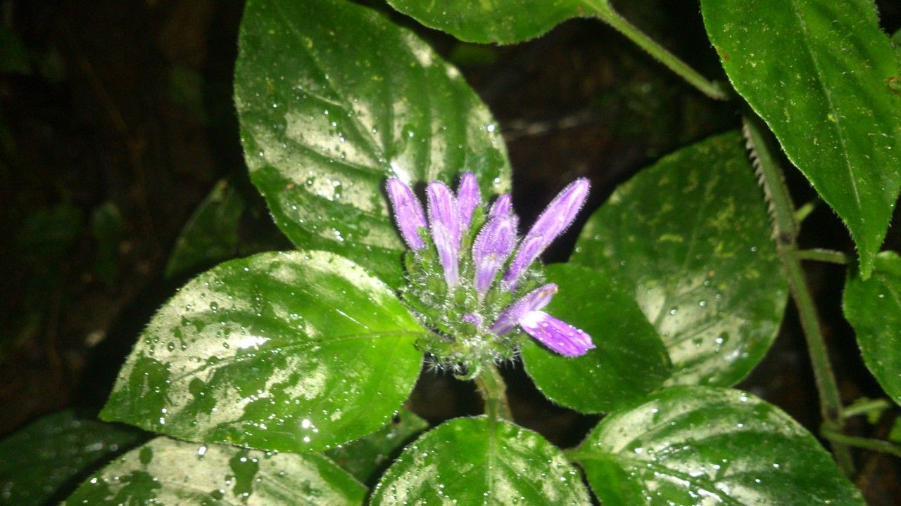 Justicia brenesii flower