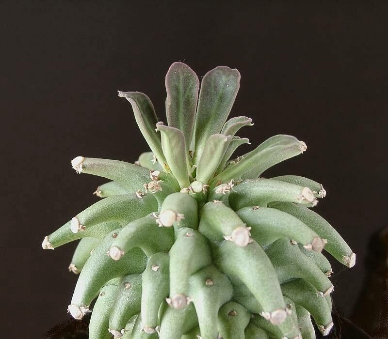 Euphorbia neoreflexa leaf