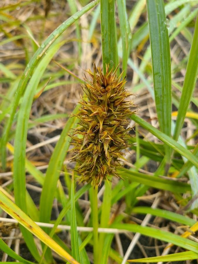 Carex macrocephala — search result for 'Cyperaceae'