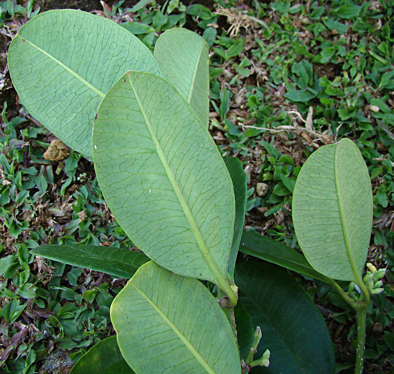 Alyxia oubatchensis — houseplant care guide