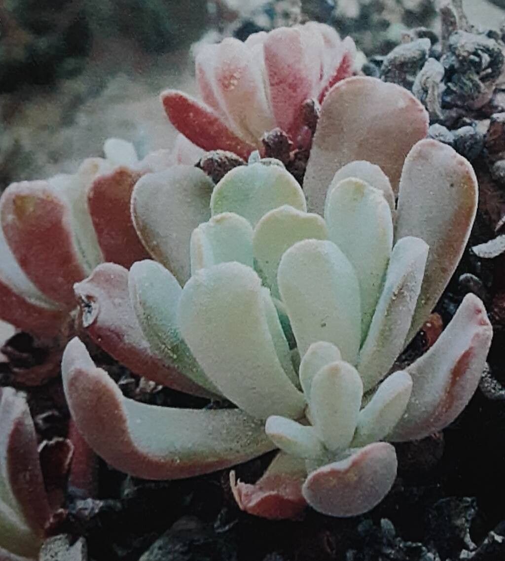 Sedum oblanceolatum habit