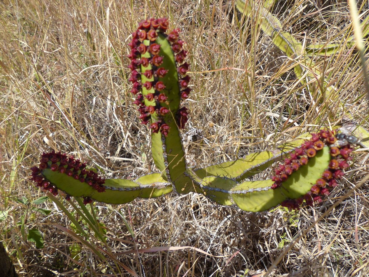 Euphorbia scarlatina habit