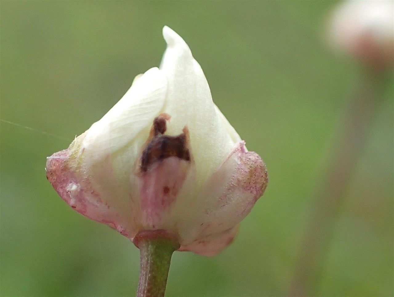 Ranunculus platanifolius fruit