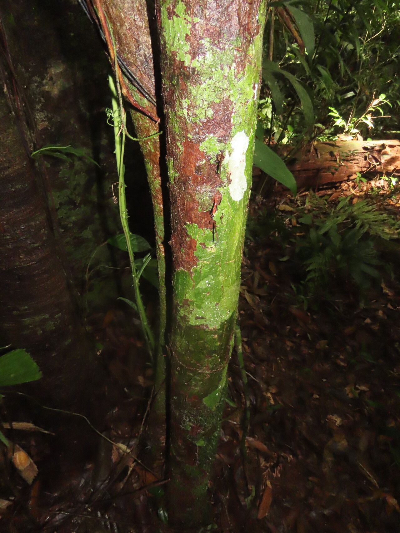 Pouteria bracteata habit