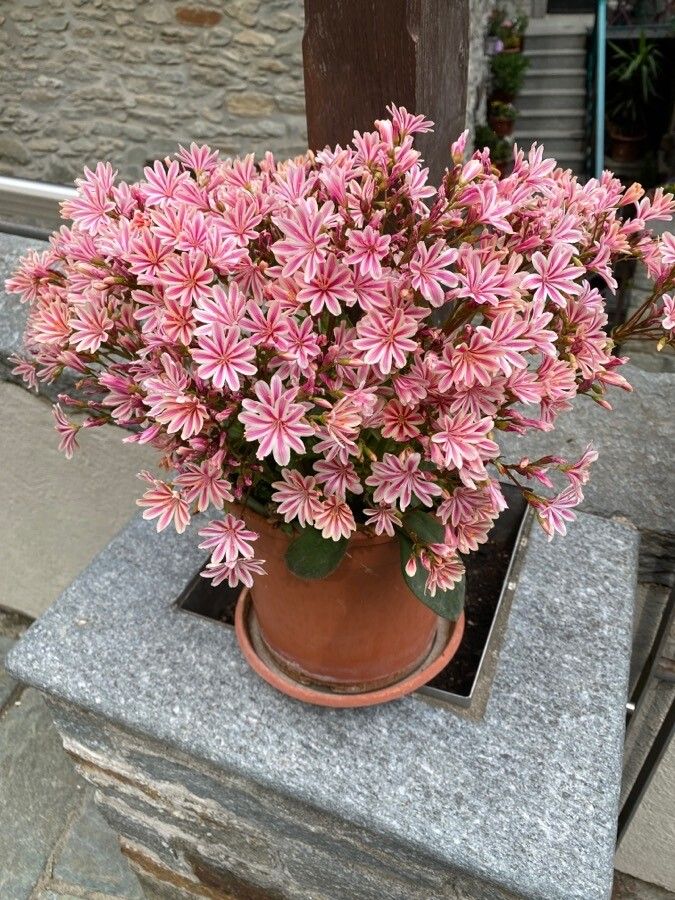 Lewisia longipetala habit