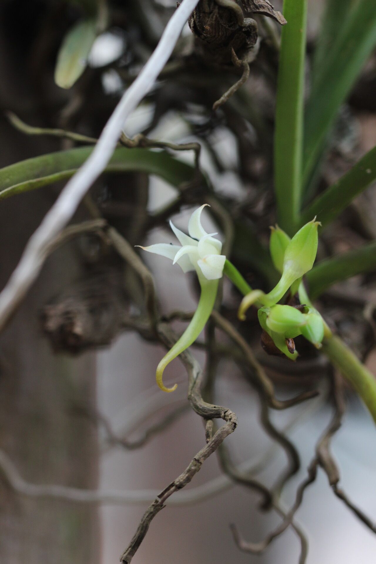 Cyrtorchis aschersonii — related species from the same genus
