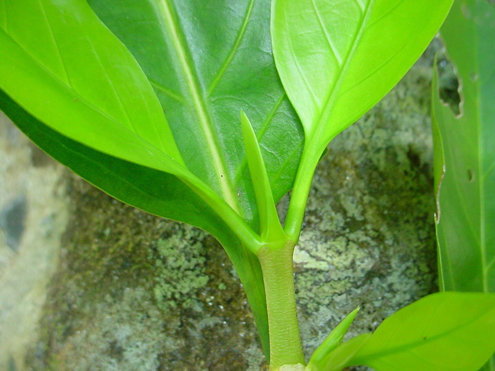 Atractocarpus artensis — related species from the same genus