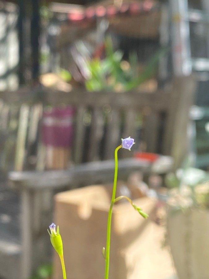 Utricularia uliginosa flower