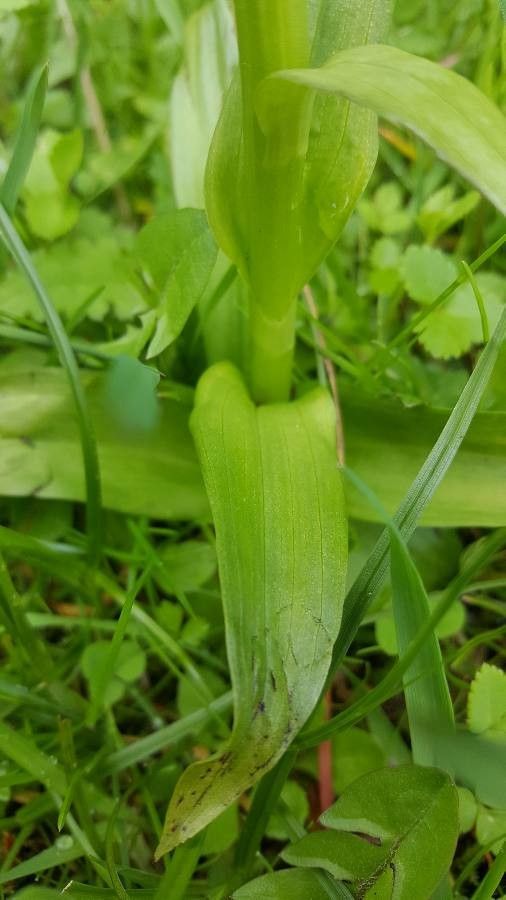 Dactylorhiza majalis — search result for 'Orchid'